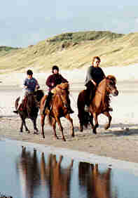 Mit Isländer-Pferden auf Strandtour